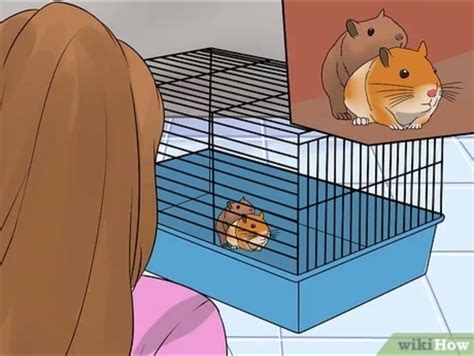 hamster mobile porn